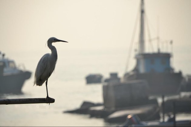 Reiger zoekt naar vis in Fishermen Village Tai'O