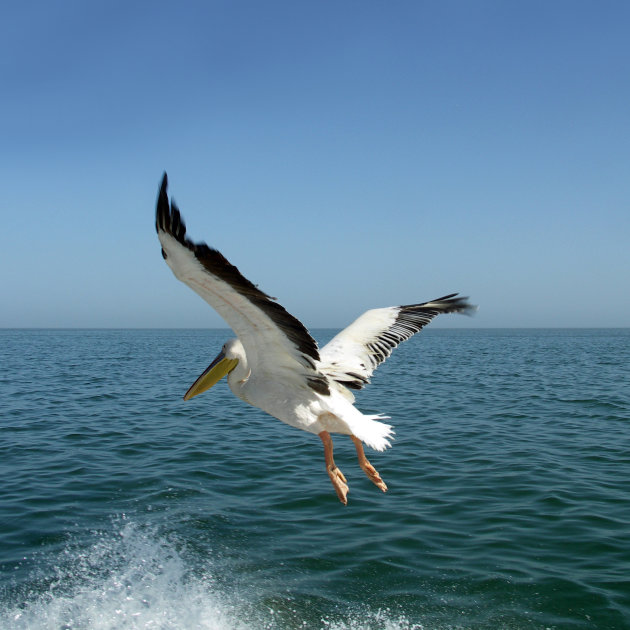 Pelikaan op zee