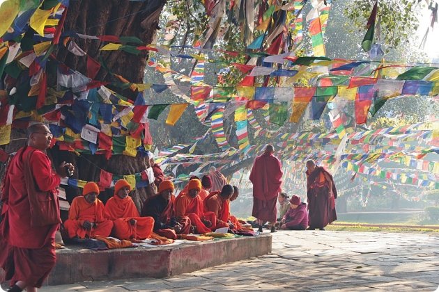 Lumbini  bodhi-boom