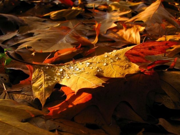 herfstkleuren