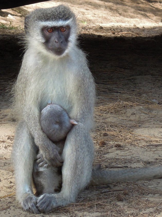 Vervet (groene meerkat) met zijn baby