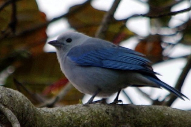 Blue-gray tanager