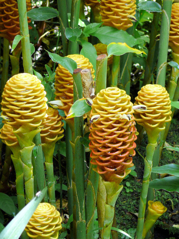 Een van de shampobloemen uit de jungle