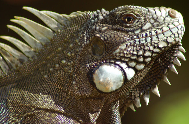 iguana