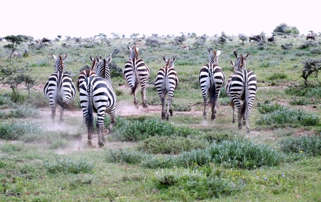 vluchtende zebra's