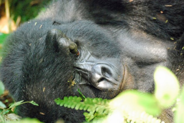 Slapende Berggorilla Bwindi National Park