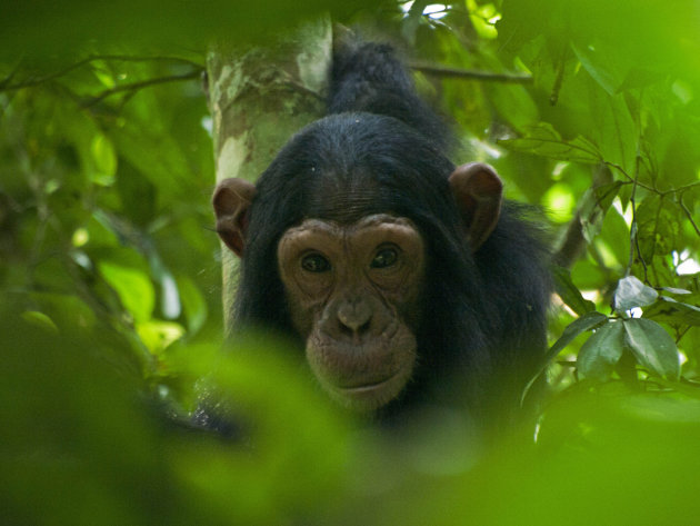 Chimpansee