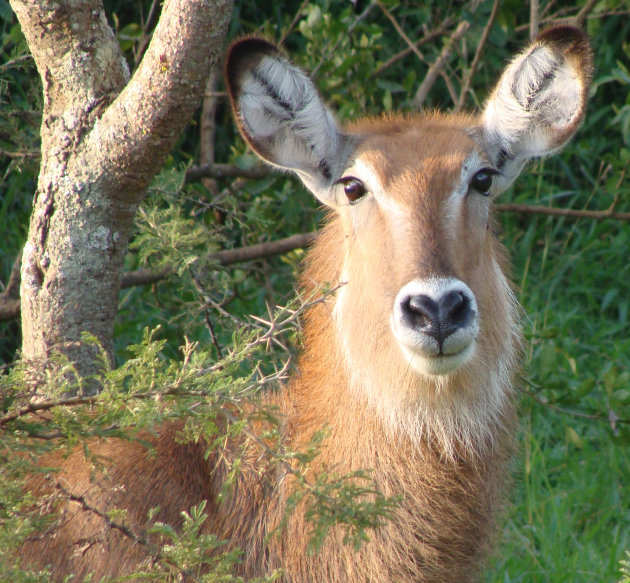 Waterbok in het bos