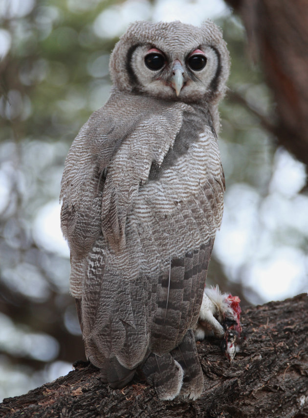  Verreauxs  eagle-owl