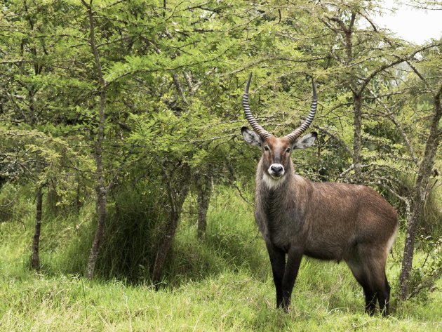 Waterbuck