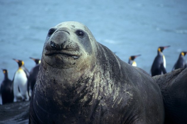 Zeeolifant en koningpinguin