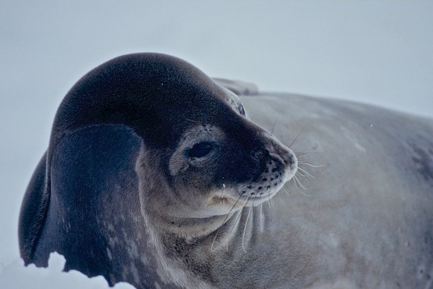 Weddell zeehond