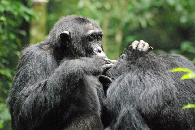 Twee chimpansee die elkaar aan het vlooien zijn (grooming)