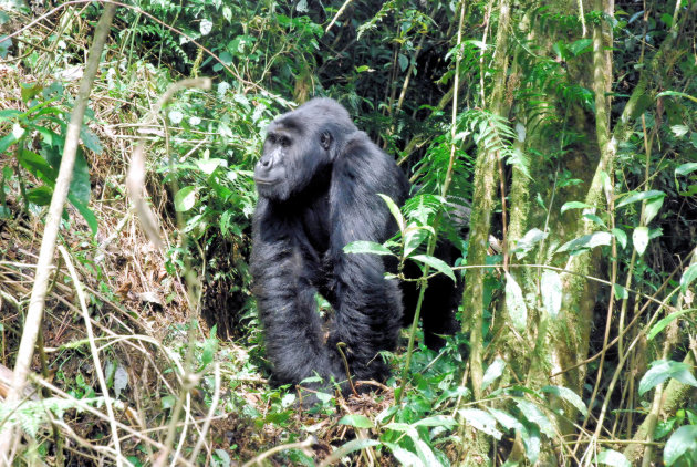 Een Silverback of Zilverrug Berggorilla in Bwindi National Park