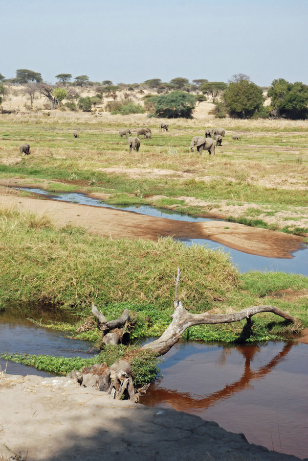 Grote groepen olifanten langs de Ruaha Rivier