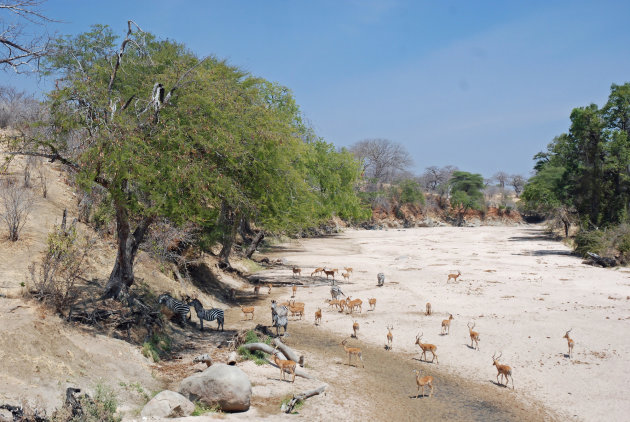 Steppe Zebra's en Impala's op zoek naar water bij een drooggevallen rivier