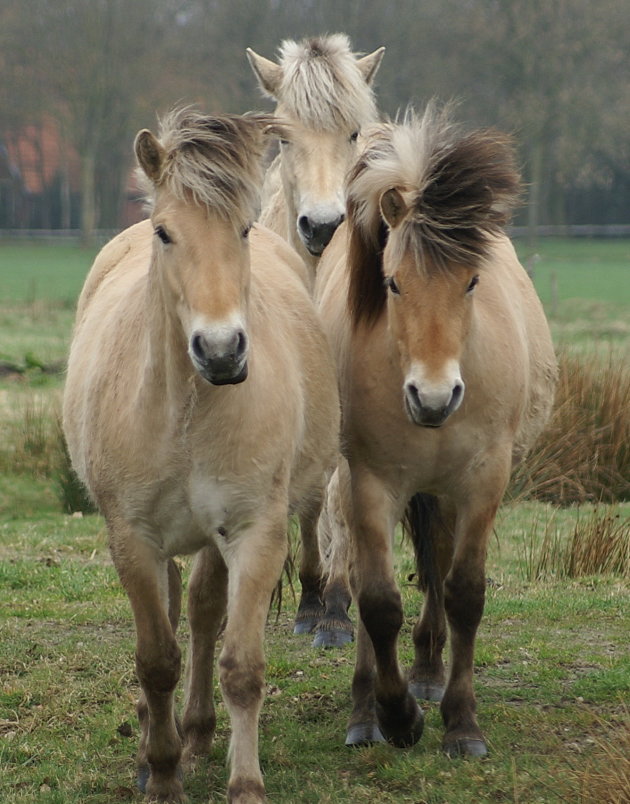 Konik