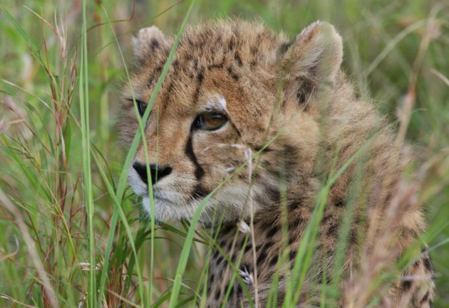  Jonge cheetah