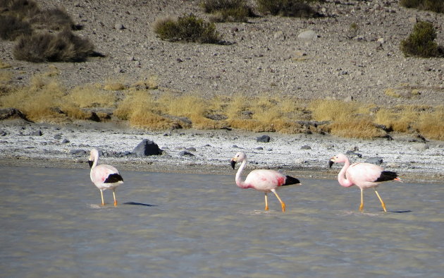 Chileense Flamingo