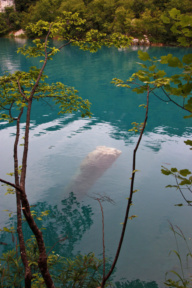 versteende boom in Plitvice meer