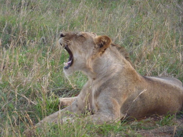 Tsavo NP