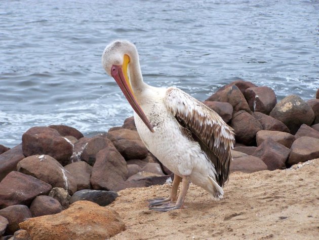 Pelikaan aan land