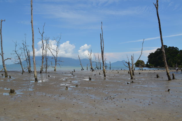 Bako National Park, Borneo