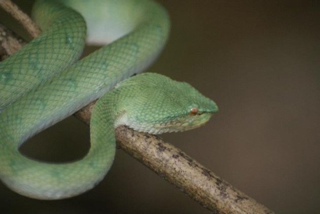 Ssssslang, Bako NP