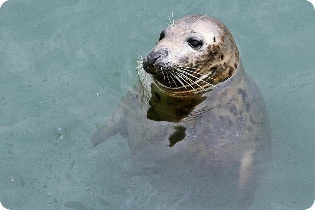 zeehonden in Howth