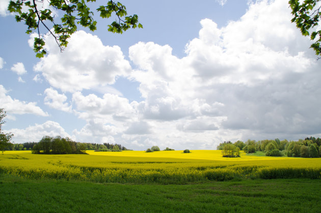 Voorjaarslandschap