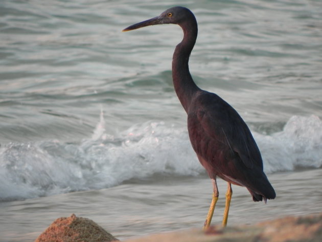 Tropische reiger