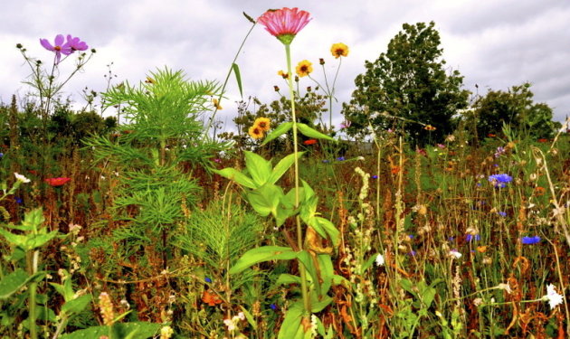 zomerbloemen