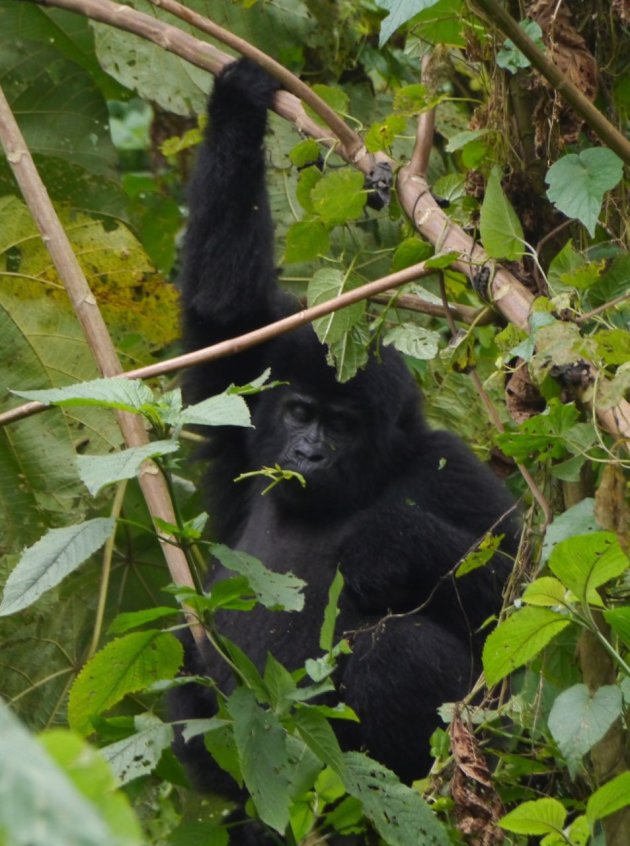 Gorilla tussen de bosjes