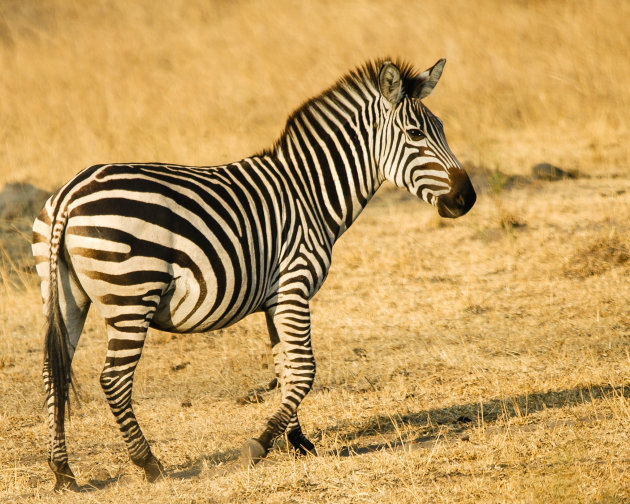 Burchell Zebra