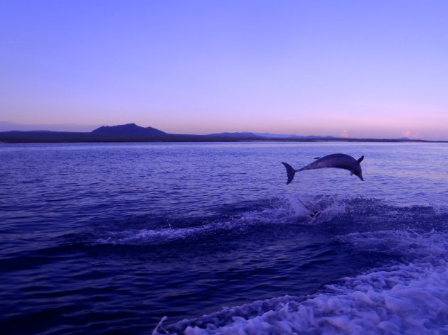 Springende Dolfijn
