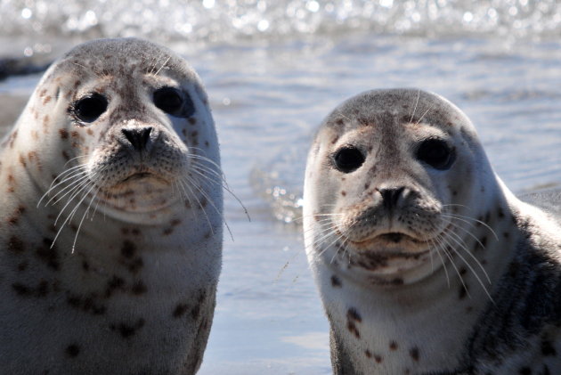 Kijk hem nou! @ Helgoland