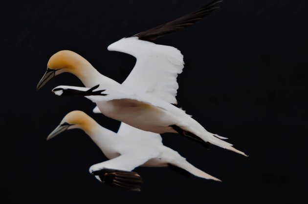 Synchroon @ Helgoland