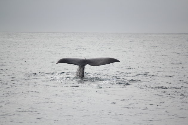 Walvis bij Andenes