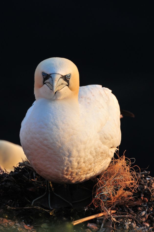 Knikkebollen @ Helgoland 