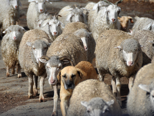 vreemd schaap in de kudde