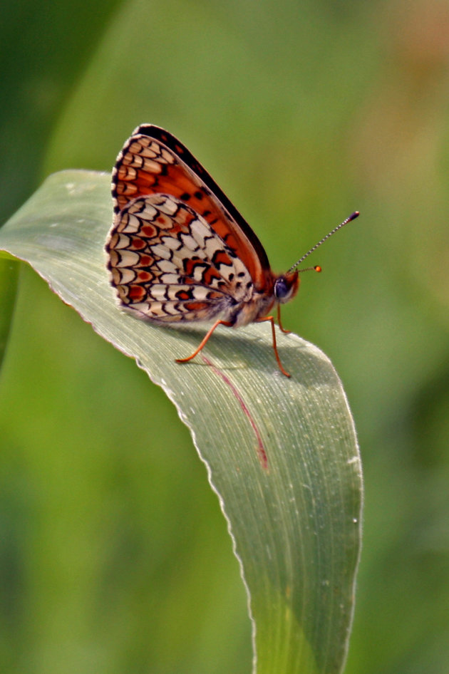 Parelmoervlinder op blad