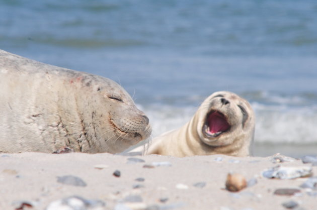 'Mama, wordt eens wakker' @ Helgoland