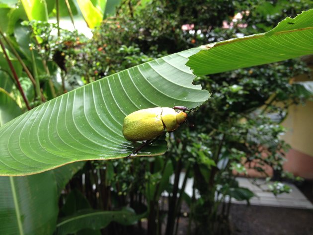 Monteverde, Costa Rica