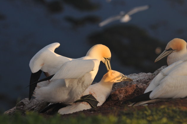 Lentekriebels @ Helgoland