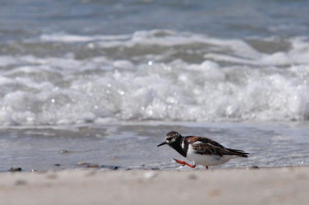 Grote stappen, snel thuis @ Dune