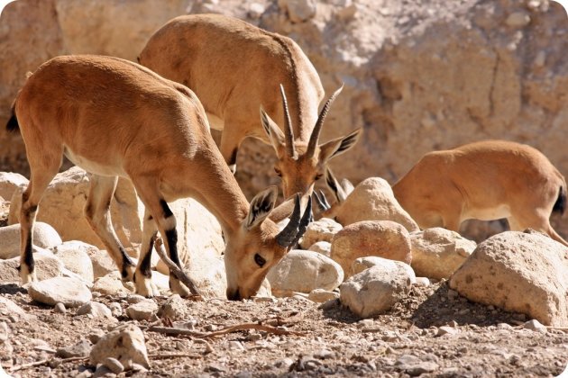 nubische steenbok