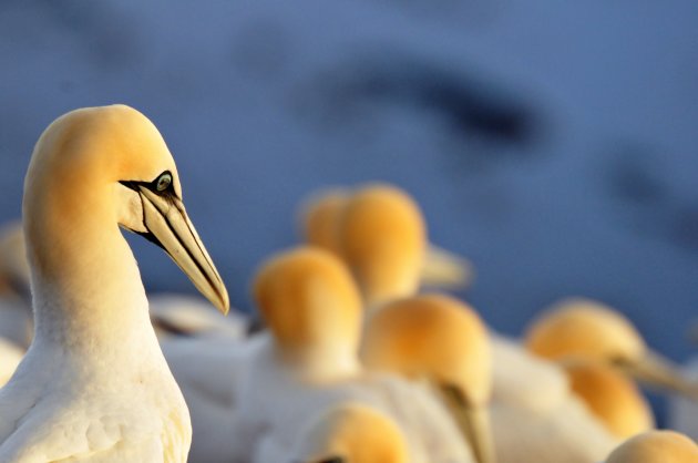 Jantjes op klif @ Helgoland 