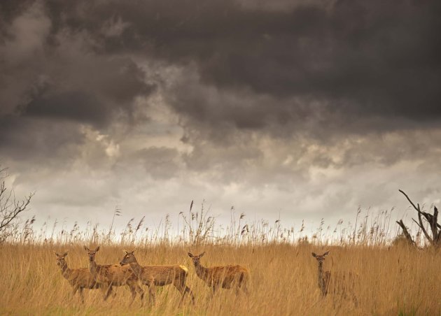 Deer Flevoland