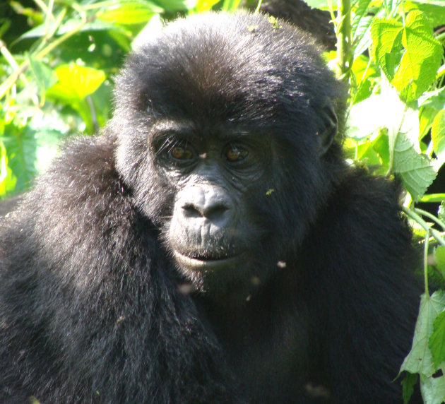 Gorilla kleuter