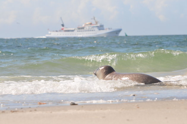 De Boot Gemist? @ Dune